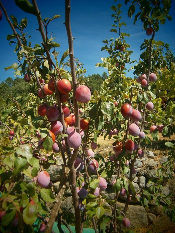 Quinta Do Tempo Turismo Rural Monchique Dış mekan fotoğraf